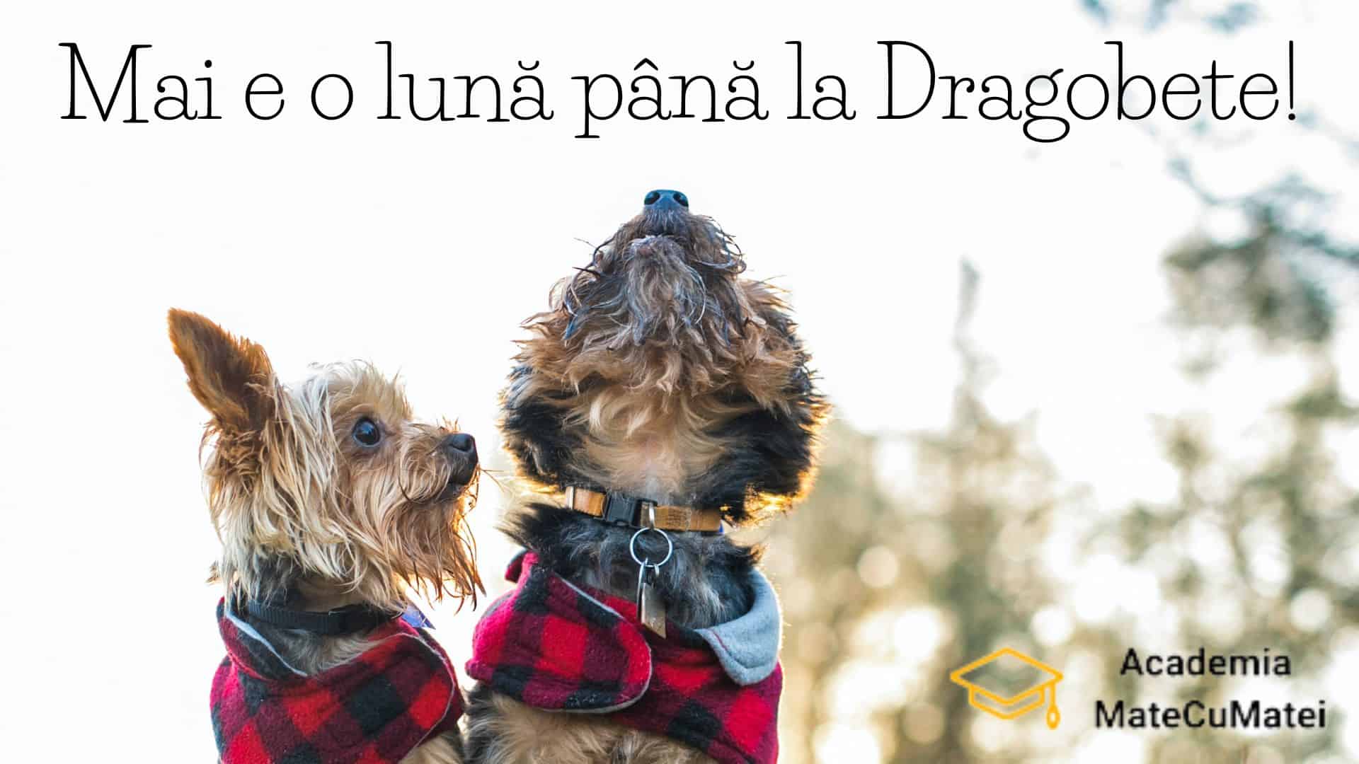 🥁 Mai este o lună până la Dragobete ❤️🧡💛💚💙💜